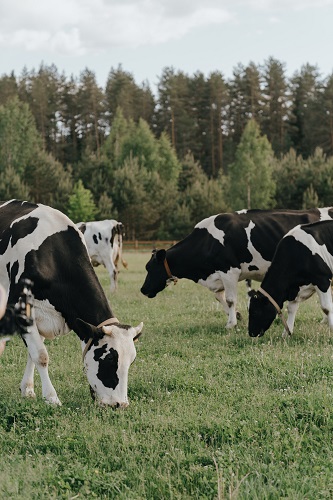 Black and white coloured dairy cows. who produce milk which contains A1 beta casein, in a field